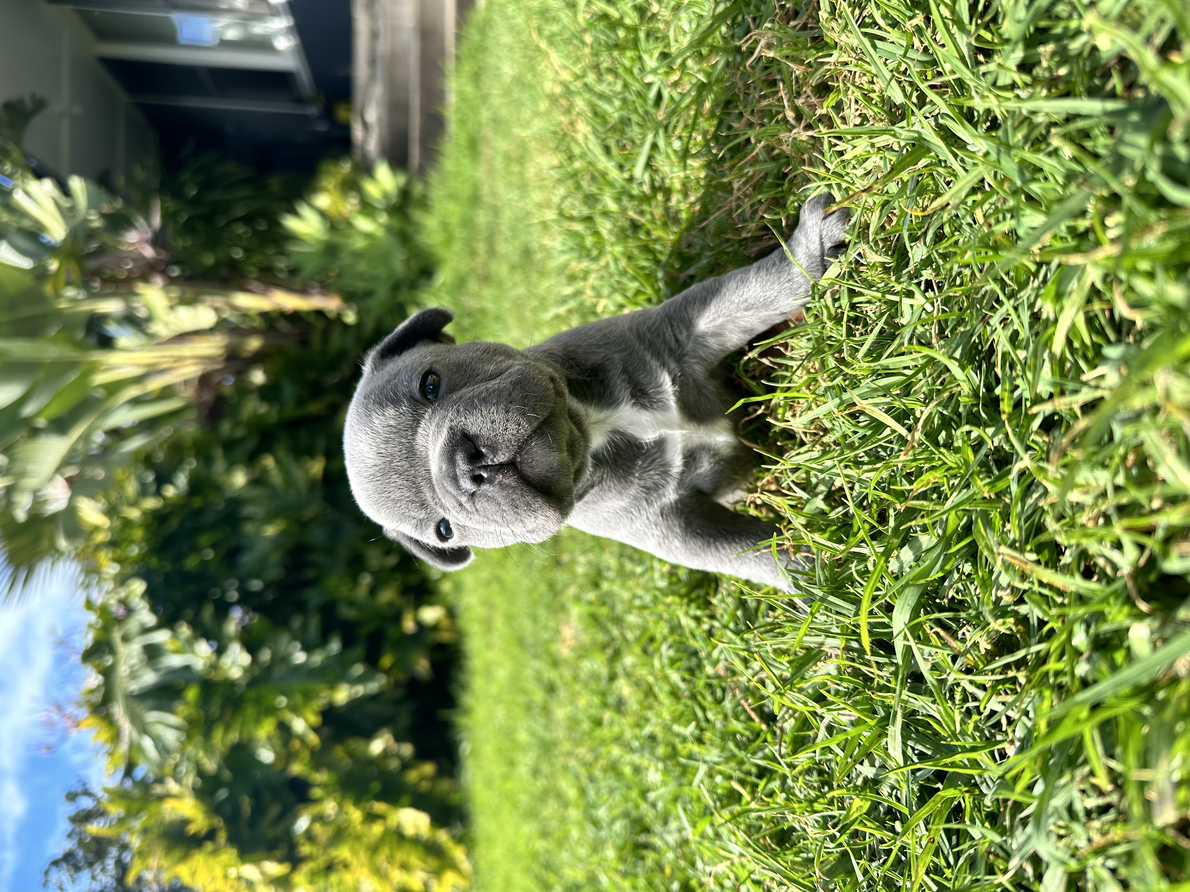 French Bulldog – Canley Heights